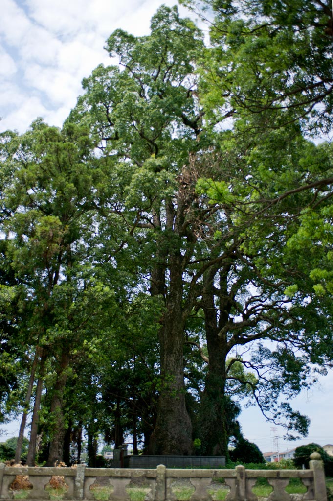 隼鷹神社　福岡県小郡市_b0023047_3352968.jpg