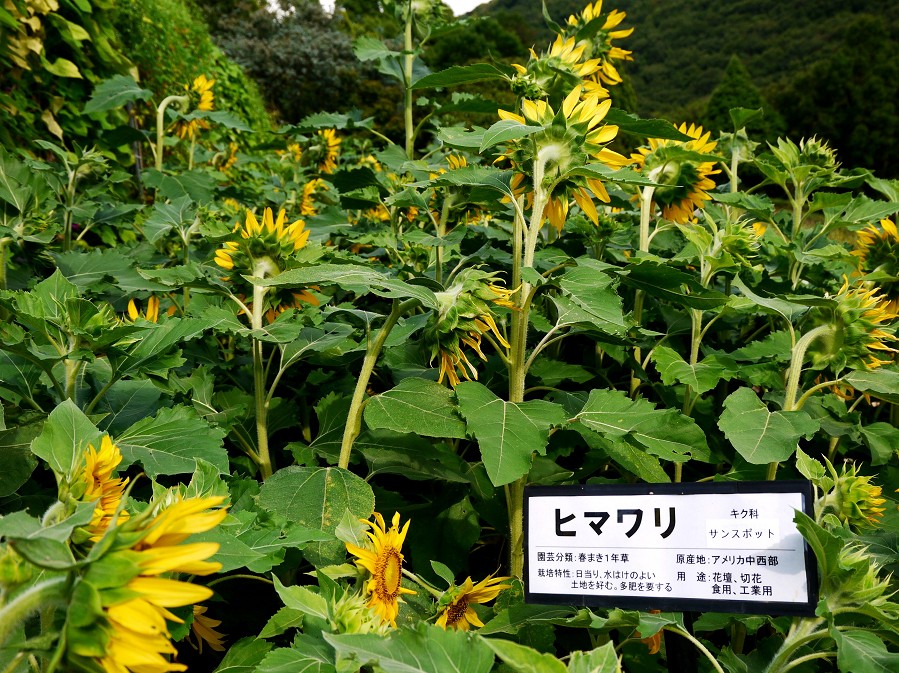 　　和歌山県植物公園緑花センター　_b0093754_23122321.jpg