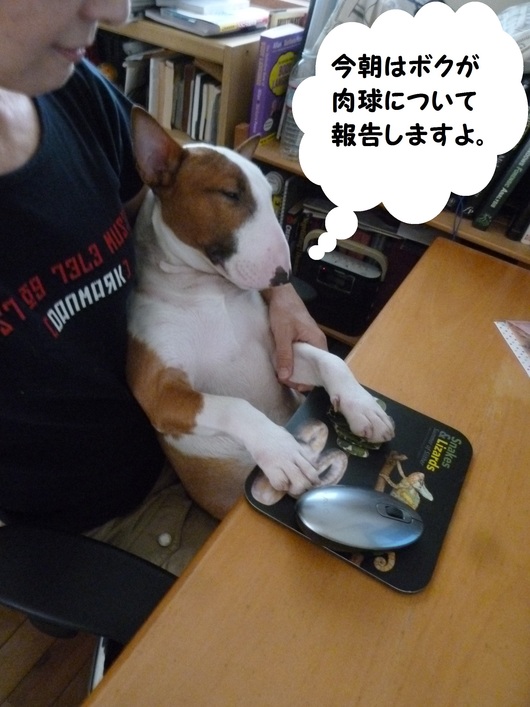 保険室だより 肉球タコ報告 ミニチュアブルテリア ダージと一緒 保険室だより 肉球タコ報告 ミニチュアブルテリア ダージと一緒