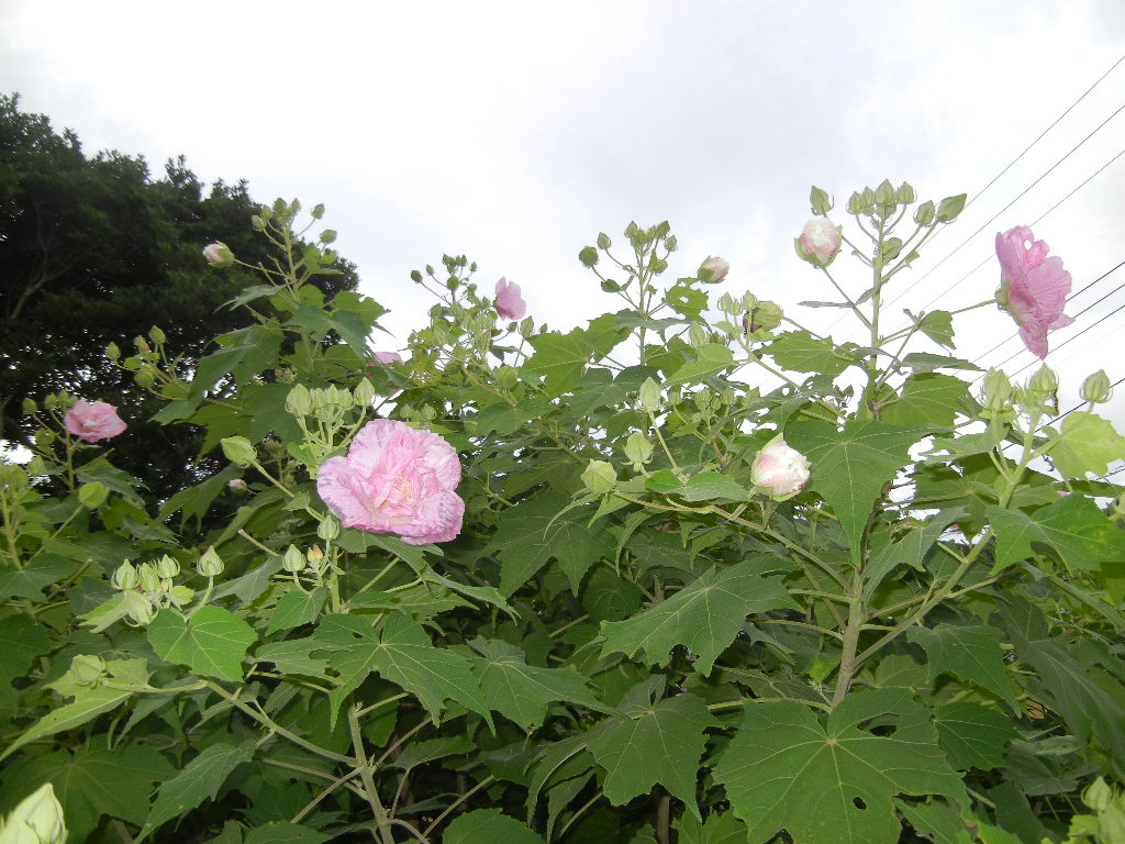 ’12,9,7(金)酔芙蓉が酔っ払っている!_f0060461_9405695.jpg