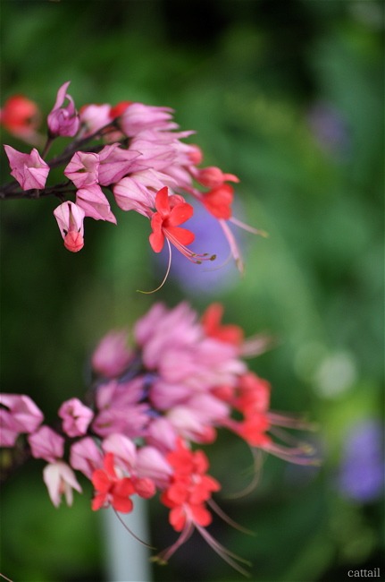 Bye Bye July  　　-７月の長居植物園。_e0125762_0212757.jpg