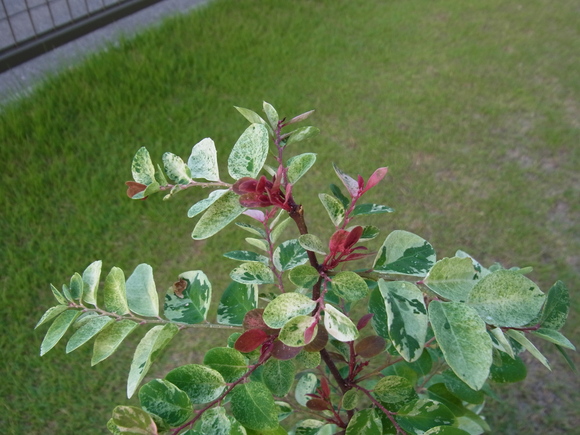 b0194267_23244156.jpg