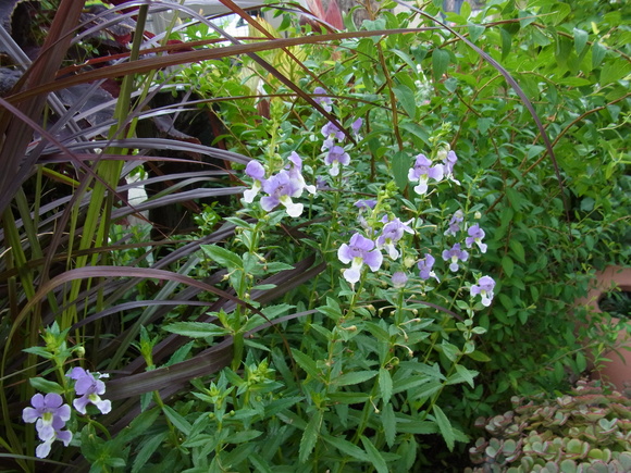 b0194267_2383570.jpg