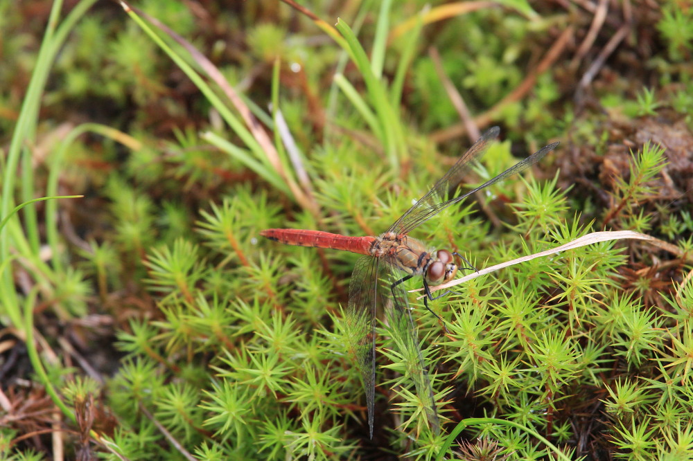 ムツアカネ　　連結産卵シーン　　2012.9.1長野県_a0146869_5465818.jpg