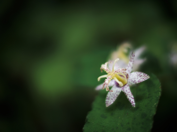 御岳山~お花いろいろ♪~_a0161380_11551564.jpg