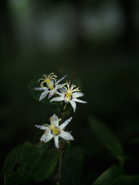 御岳山~お花いろいろ♪~_a0161380_11571310.jpg