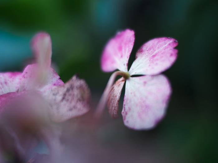 御岳山~お花いろいろ♪~_a0161380_11583522.jpg