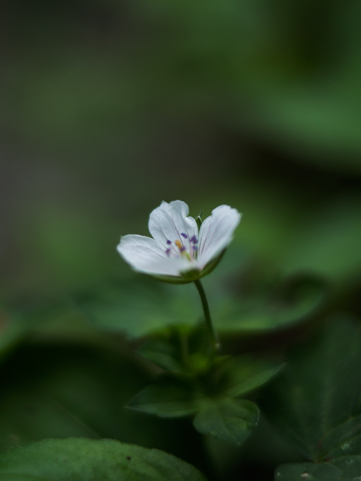 御岳山~お花いろいろ♪~_a0161380_1253157.jpg