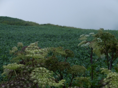 谷川岳〈天神尾根〉　〜８月26日(日)〜　その④_a0043982_4572963.jpg