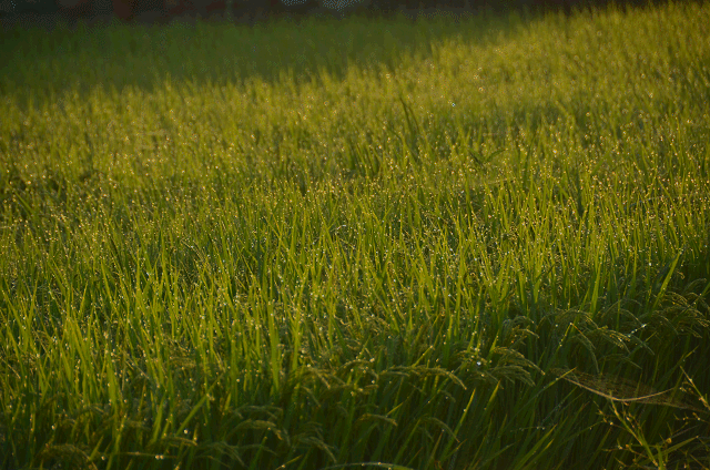 a0275782_13425856.gif