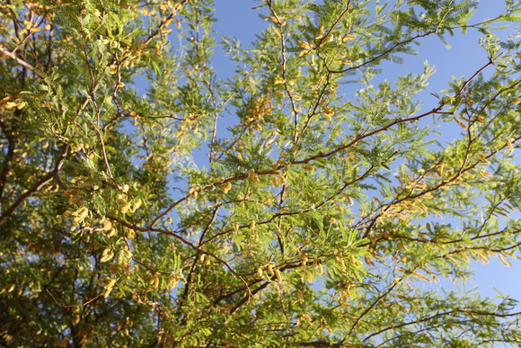 c0026482_12313811.jpg