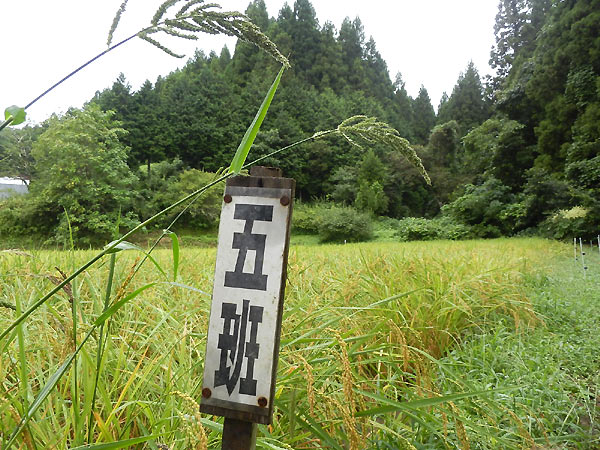 9月6日の田んぼ(月光原小・西根小)_d0247484_1141930.jpg