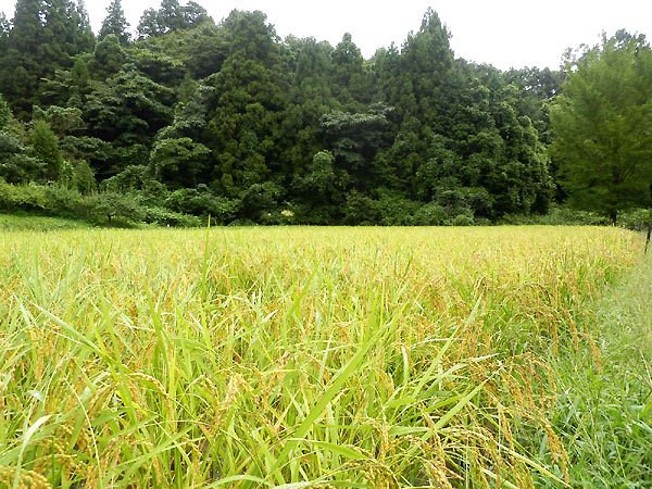 9月6日の田んぼ(月光原小・西根小)_d0247484_1144359.jpg