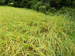 9月6日の田んぼ(月光原小・西根小)_d0247484_115324.jpg