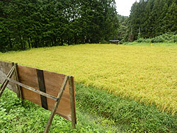 9月6日の田んぼ(月光原小・西根小)_d0247484_115996.jpg