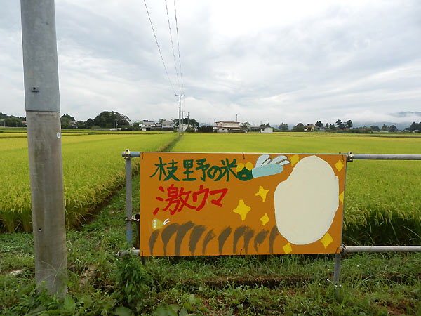 9月6日の田んぼ(上目黒小・枝野小)_d0247484_95839100.jpg