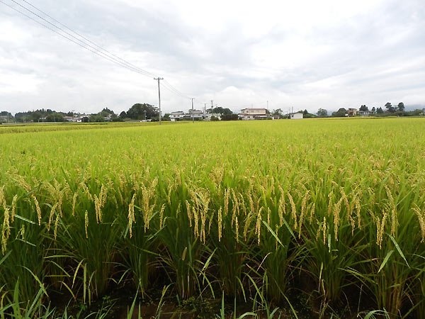 9月6日の田んぼ(上目黒小・枝野小)_d0247484_9593787.jpg