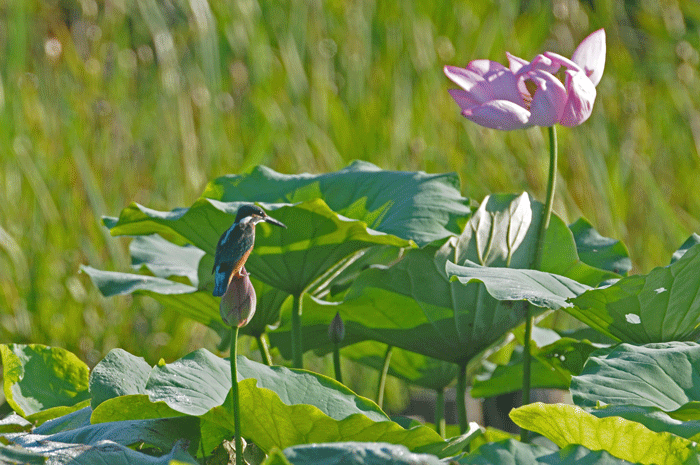 名残のお花見　＜蓮翡翠＞_e0248688_18401070.gif