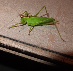 b0097889_98615.jpg