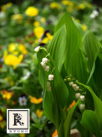 スズラン茶(リリー ミュゲ テ ブラン)は幸福の花の白茶_c0128489_14114721.jpg