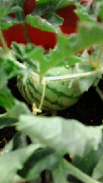 c0205393_21522498.jpg
