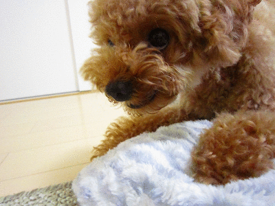e0227996_22223599.gif