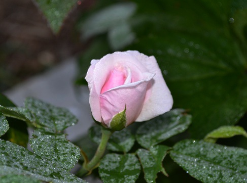 c0119197_9355610.jpg