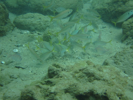 e0115199_0561253.jpg