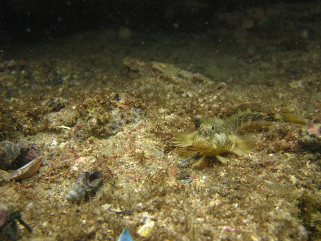 e0115199_056251.jpg