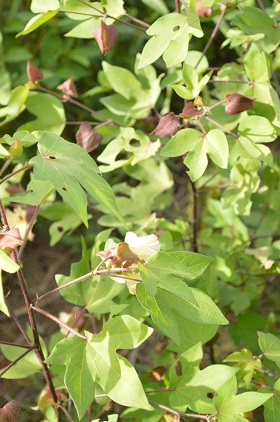 a0154304_19361377.jpg