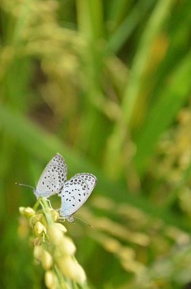 a0154304_19364527.jpg