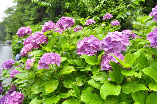 アジサイロード_a0286510_1718497.jpg