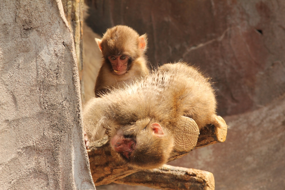 釧路市動物園_c0139518_1942466.jpg