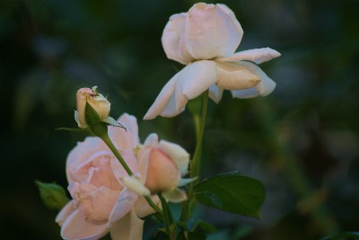 f0170524_10164179.jpg