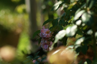 f0170524_1020586.jpg