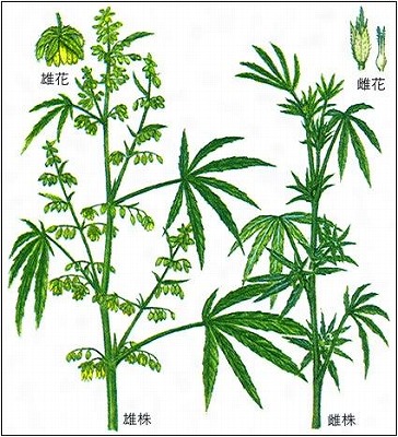 大麻が繋ぐ日本の伝統 訂正と追記あり 布とお茶を巡る旅