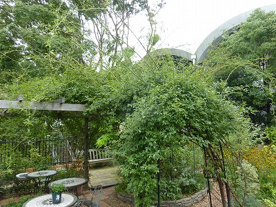 モッコウバラの剪定 頑張りました Yoko Gardenの小部屋