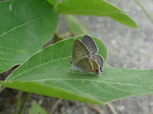 自宅周辺の蝶_d0254540_17123664.jpg