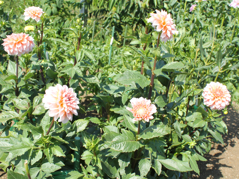 ダリア：ポートライトペア・ビューティ 滑川さんちの花物語