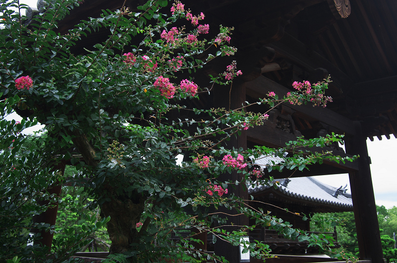 興聖寺の百日紅_f0155048_22425781.jpg