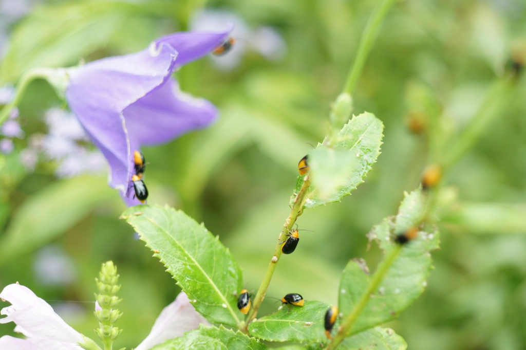 ノーベル賞候補！　キキョウに付くクロウリハムシの駆除方法（１）　OM ZUIKO AUTO-MACRO 50mmF3.5_e0259451_7431367.jpg