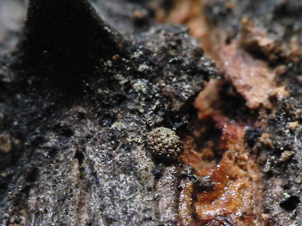 c0045352_15384620.jpg