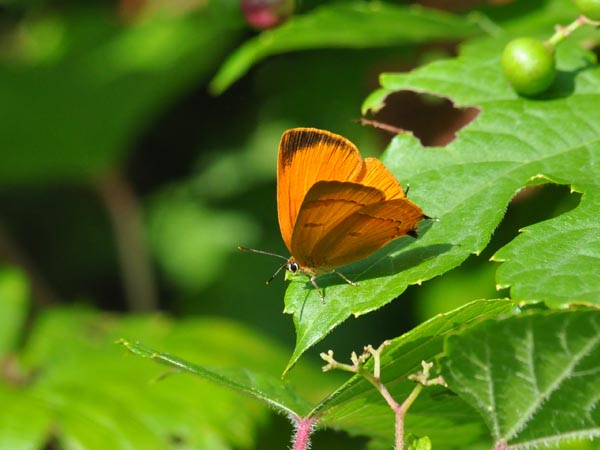 c0045352_1539580.jpg