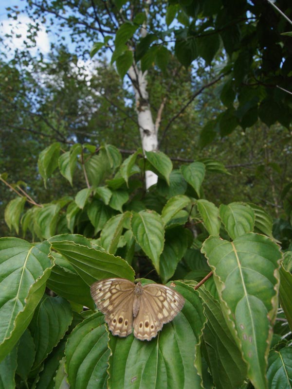 c0045352_15401411.jpg