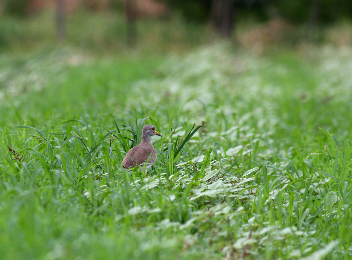 7Ｄ＆EF400mm F5.6L USMの調整_f0215767_17152151.jpg