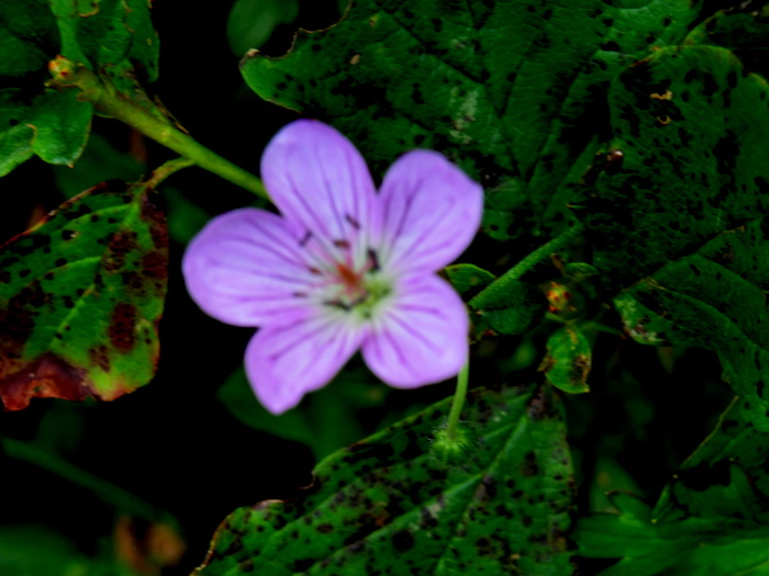 b0185573_1073687.jpg