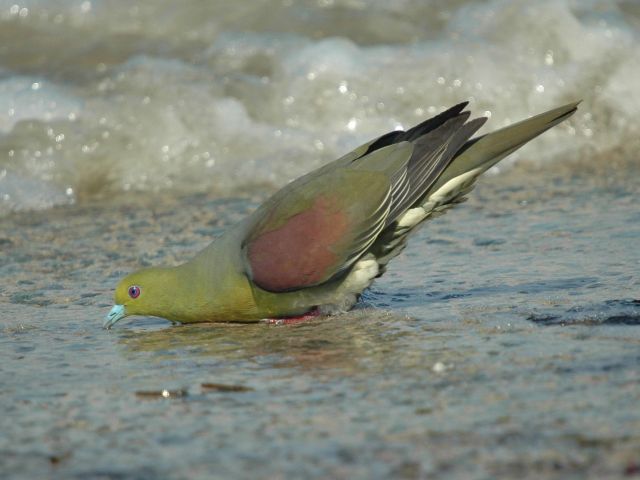 アオバトは黄色で海水を飲む_a0163788_2081415.jpg