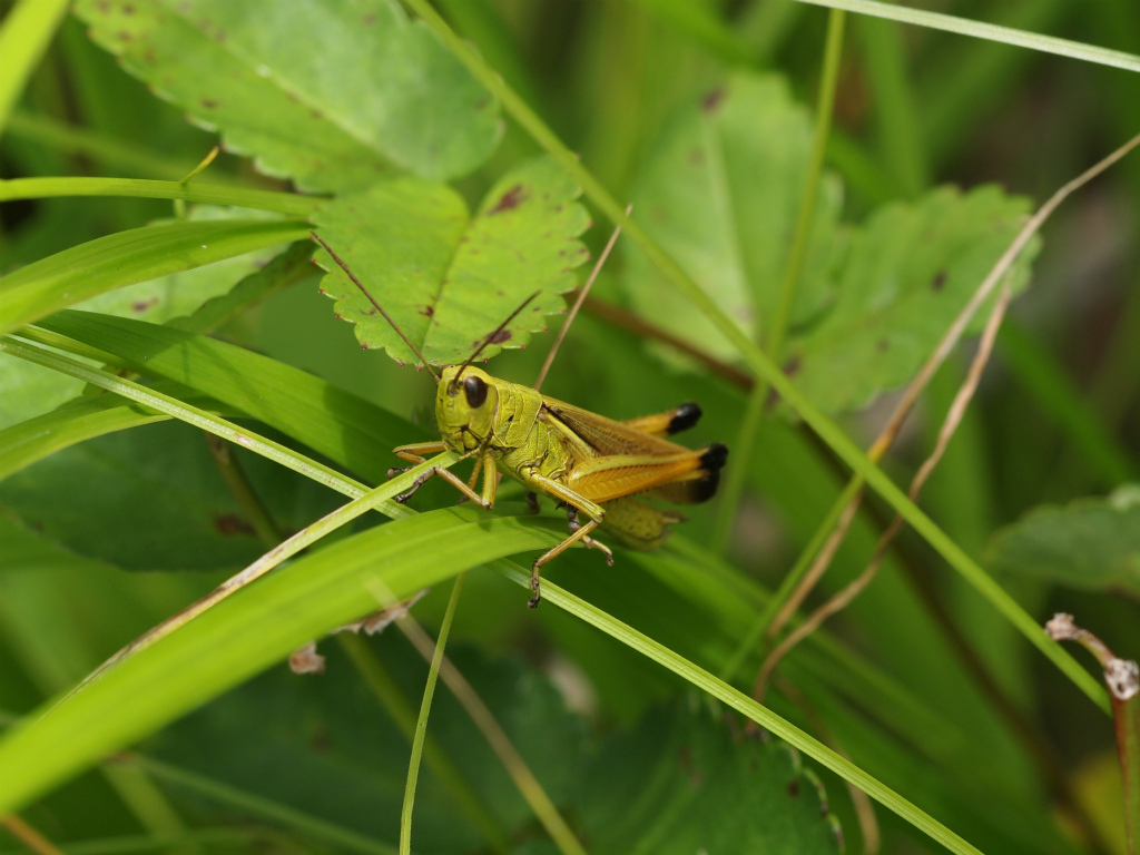 裏磐梯　夏の終わり_c0179688_10543189.jpg