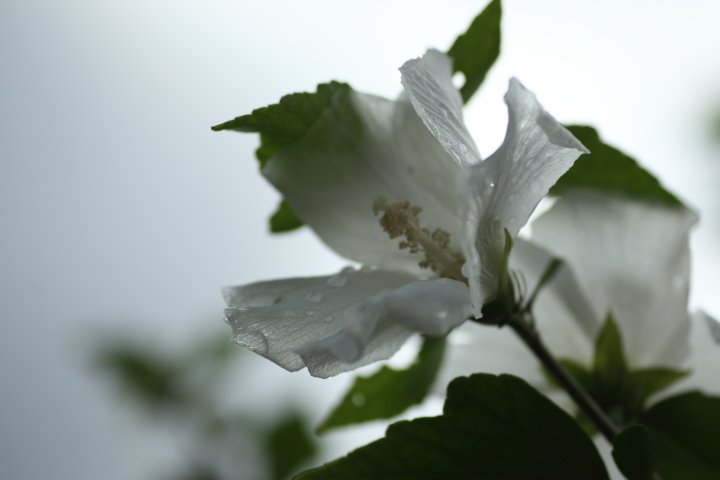 「　豪雨のあと　」 part2_f0164989_695729.jpg