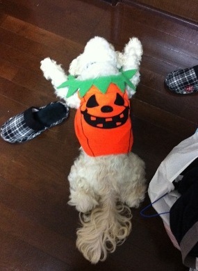 Happy Halloween_d0116799_0503891.jpg